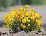 Tussilago farfara