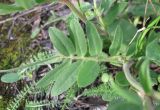 Anthyllis macrocephala
