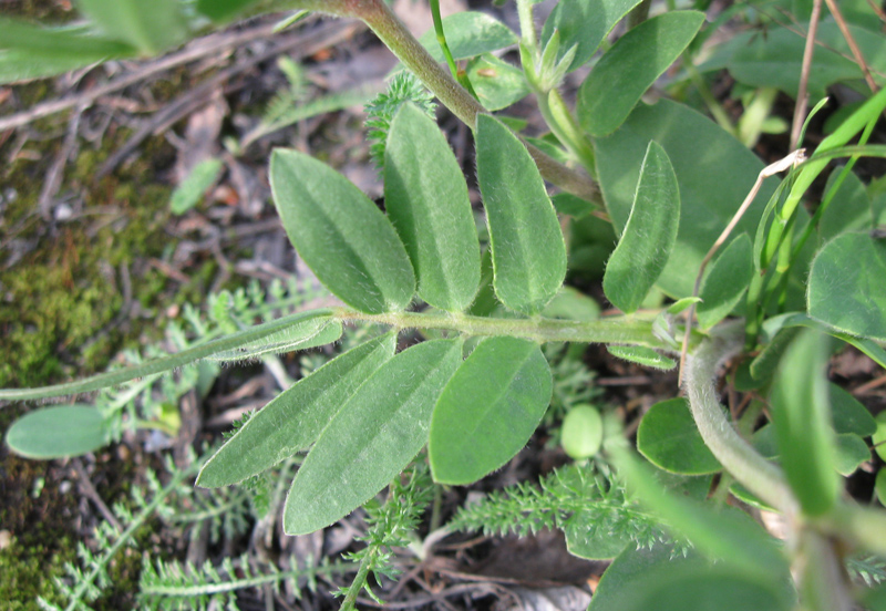 Image of Anthyllis macrocephala specimen.