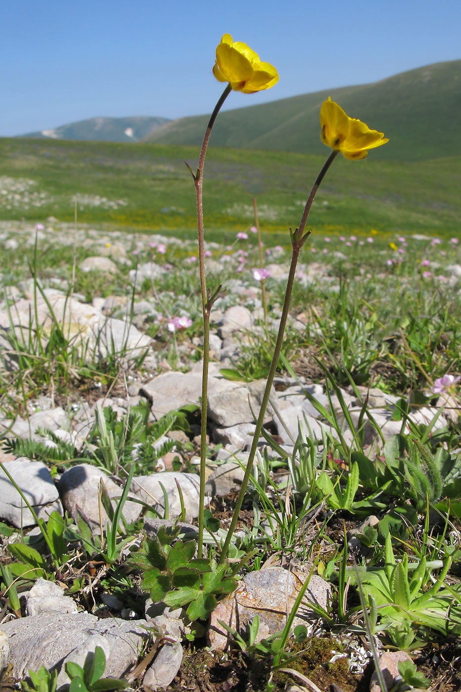 Image of Ranunculus crassifolius specimen.