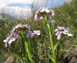 Iberis simplex