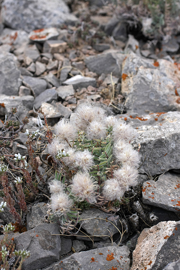 Изображение особи Oxytropis trichocalycina.