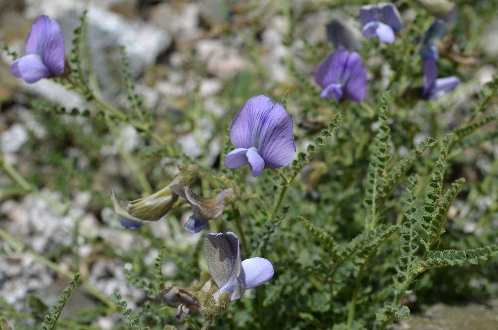 Image of Cicer songaricum specimen.