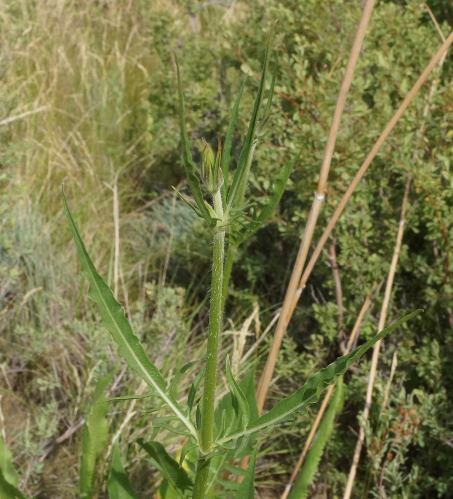 Изображение особи Dipsacus dipsacoides.