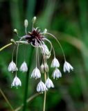 Allium oleraceum. Соцветие. Украина, Волынская обл., Любешовский р-н, Национальный природный парк \"Припять - Стоход\", западнее с. Сваловичи, дюна. 30 июля 2008 г.