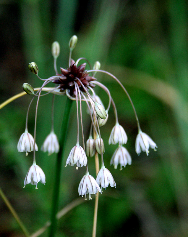 Image of Allium oleraceum specimen.