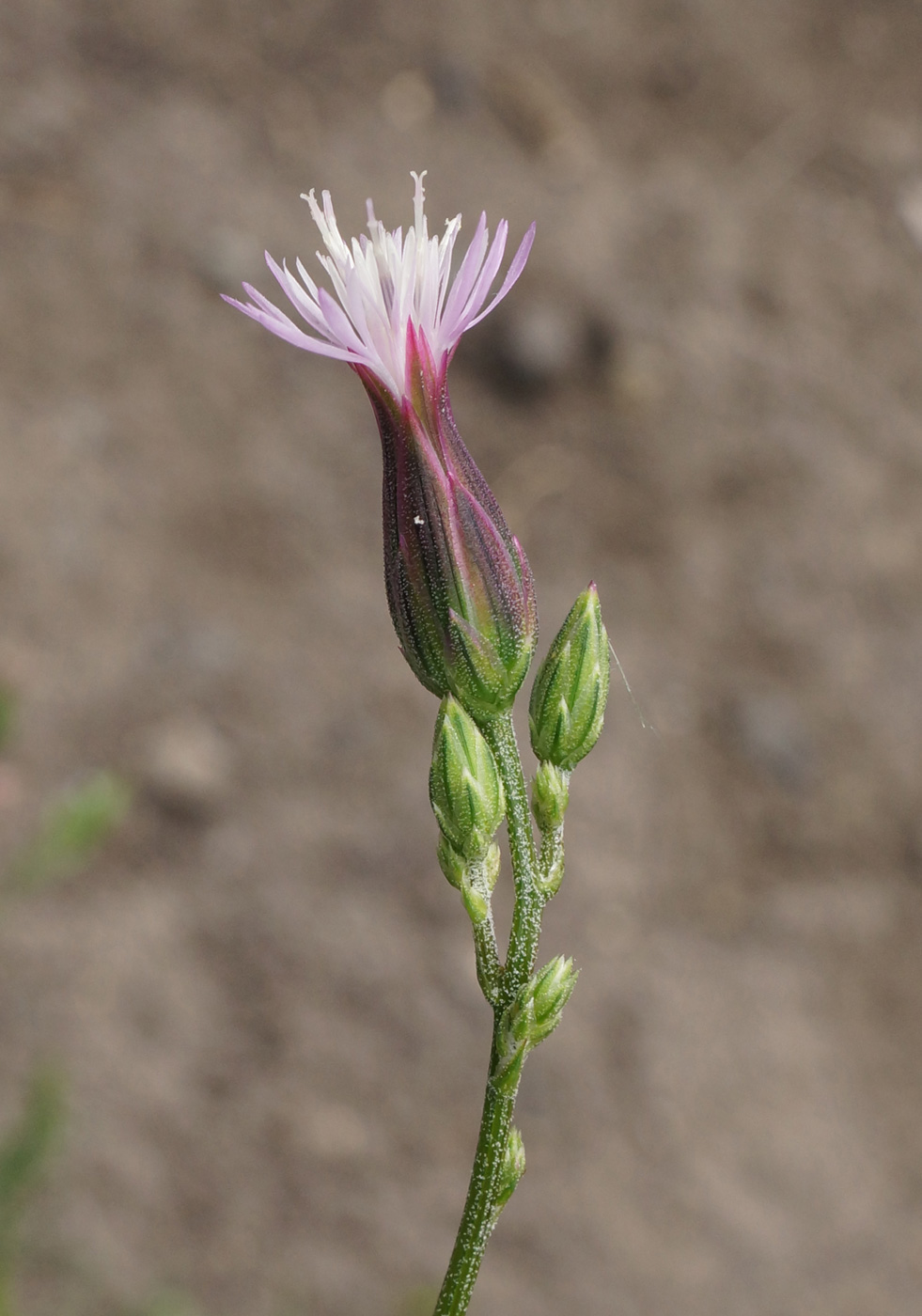 Image of Crupina vulgaris specimen.