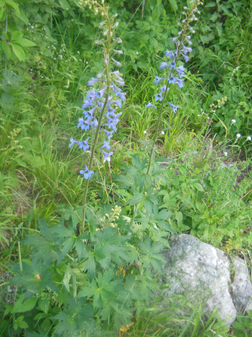 Изображение особи Delphinium elatum.