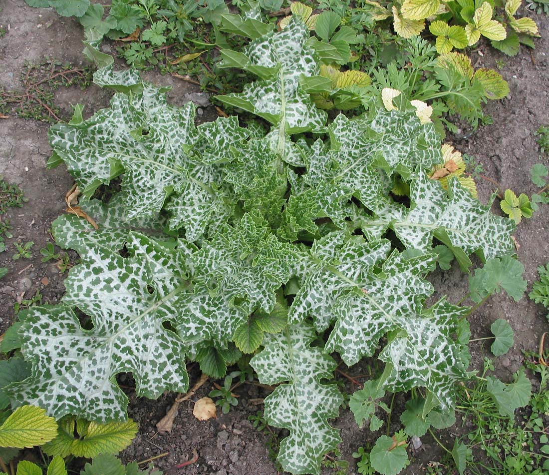 Image of Silybum marianum specimen.