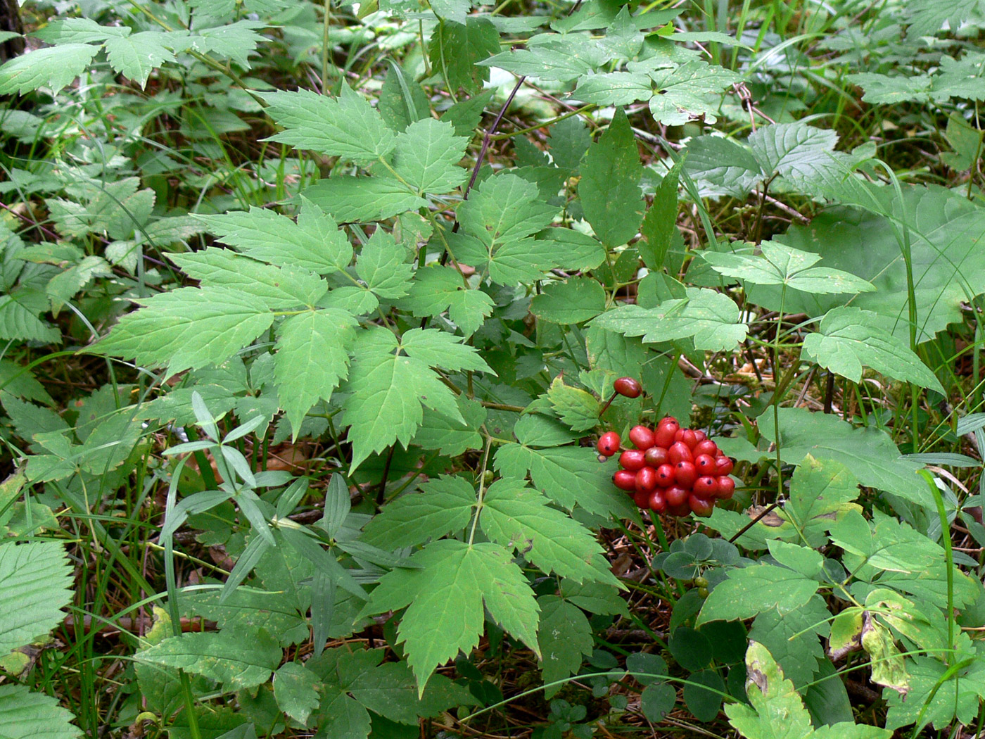 Изображение особи Actaea erythrocarpa.