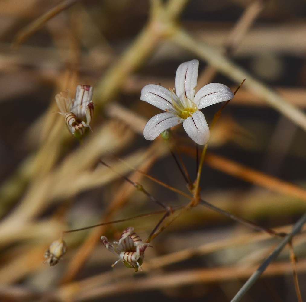 Изображение особи Gypsophila capillaris.