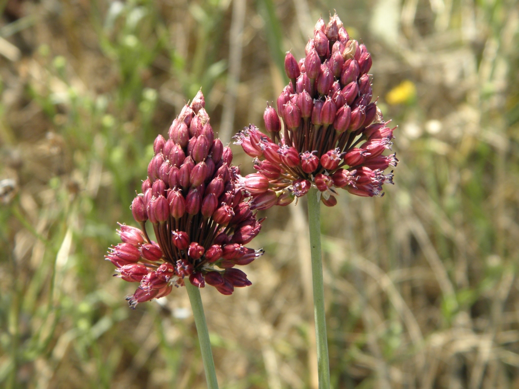 Изображение особи Allium regelianum.