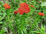 Rhodiola linearifolia