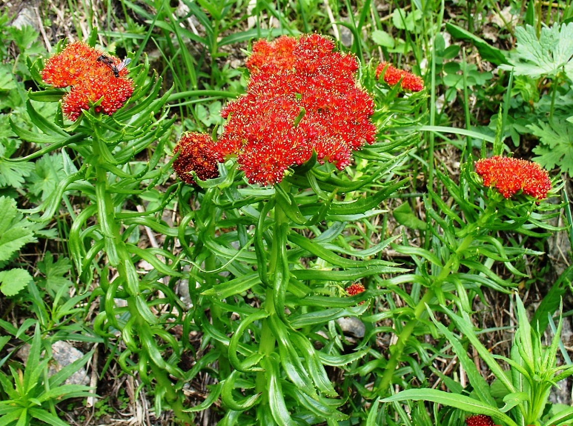 Image of Rhodiola linearifolia specimen.