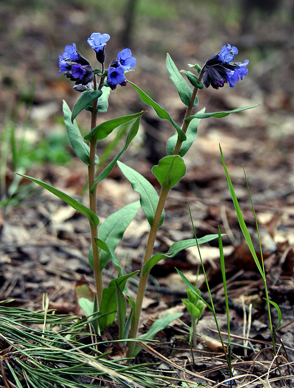 Image of Pulmonaria angustifolia specimen.