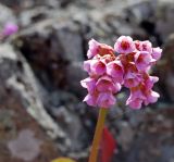 Bergenia crassifolia