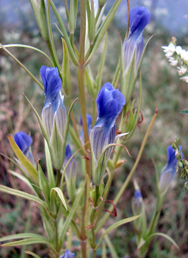 Изображение особи Gentianopsis barbata.