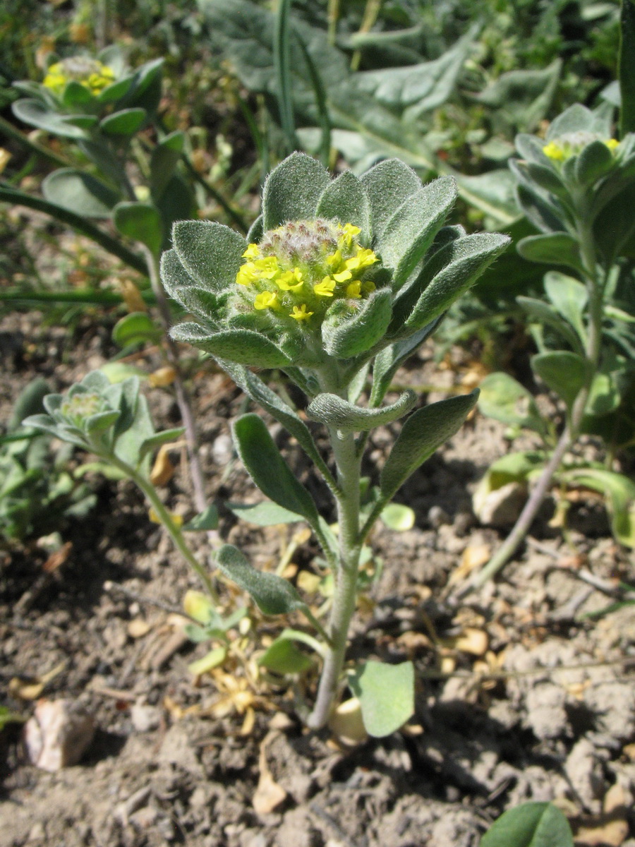 Image of Alyssum dasycarpum specimen.