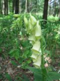 Digitalis grandiflora. Верхушка цветущего растения. Украина, Киевская обл., Киево-Святошинский р-н, лесной заказник \"Жуков хутор\", дубовый лес. 19.06.2015.