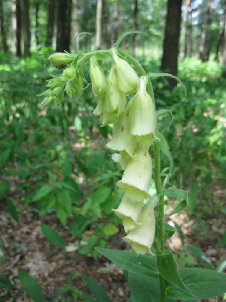 Image of Digitalis grandiflora specimen.