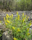 Corydalis speciosa