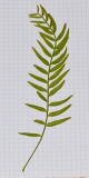 Image of taxon representative. Author is Татьяна Мальчинская