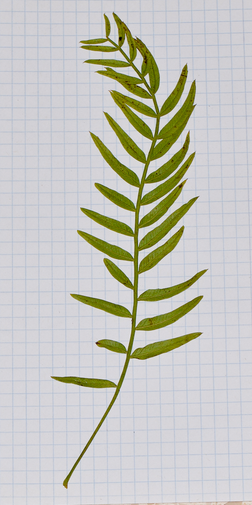 Image of Schinus molle specimen.