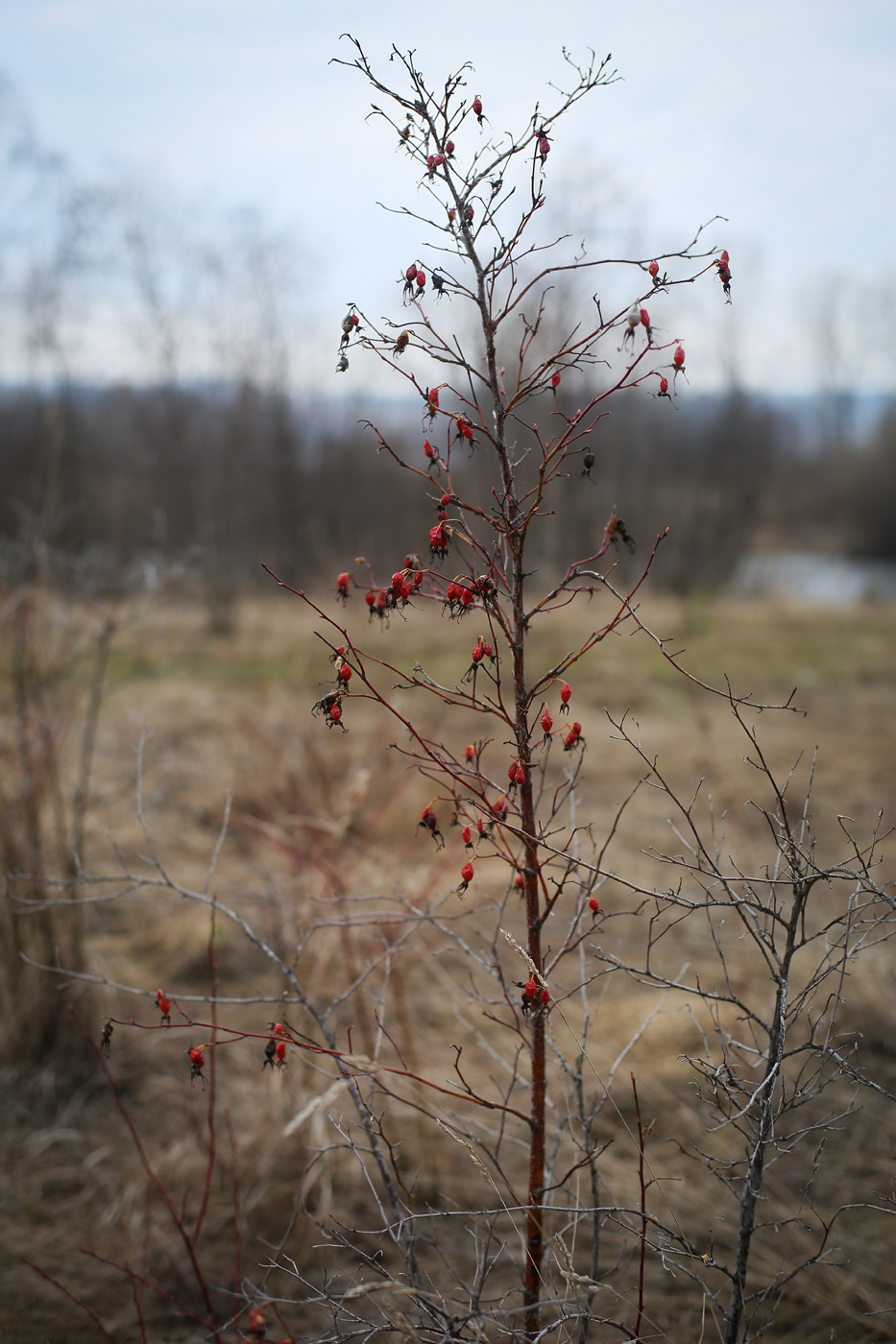 Изображение особи Rosa cinnamomea.