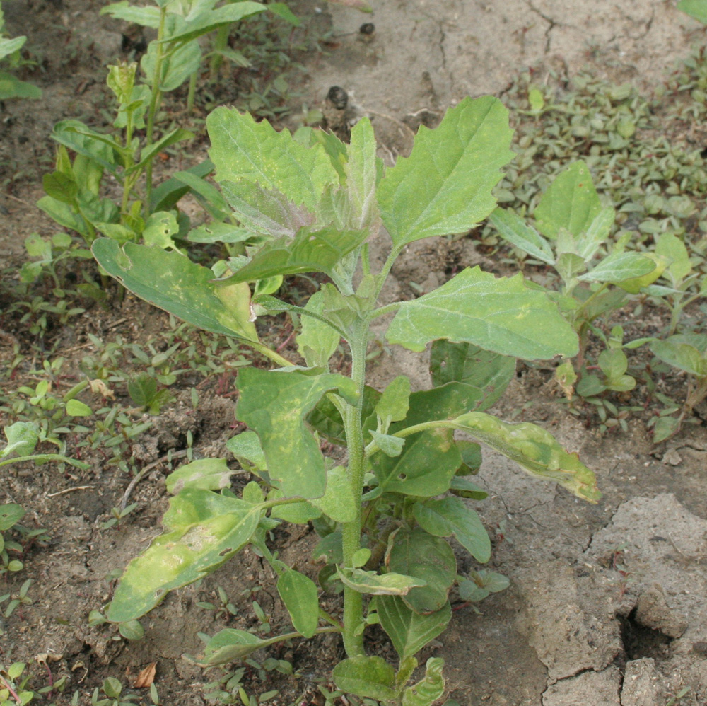 Изображение особи Chenopodium album.