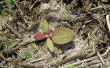 Rumex stenophyllus