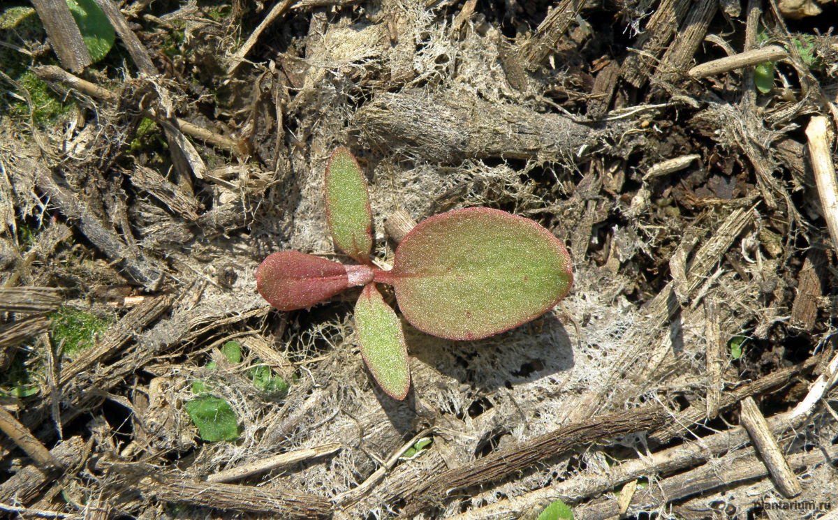 Изображение особи Rumex stenophyllus.