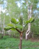 Juglans mandshurica. Верхушка молодого деревца с разворачивающимися листьями. Москва, Кусково, лесопарк. 04.05.2016.