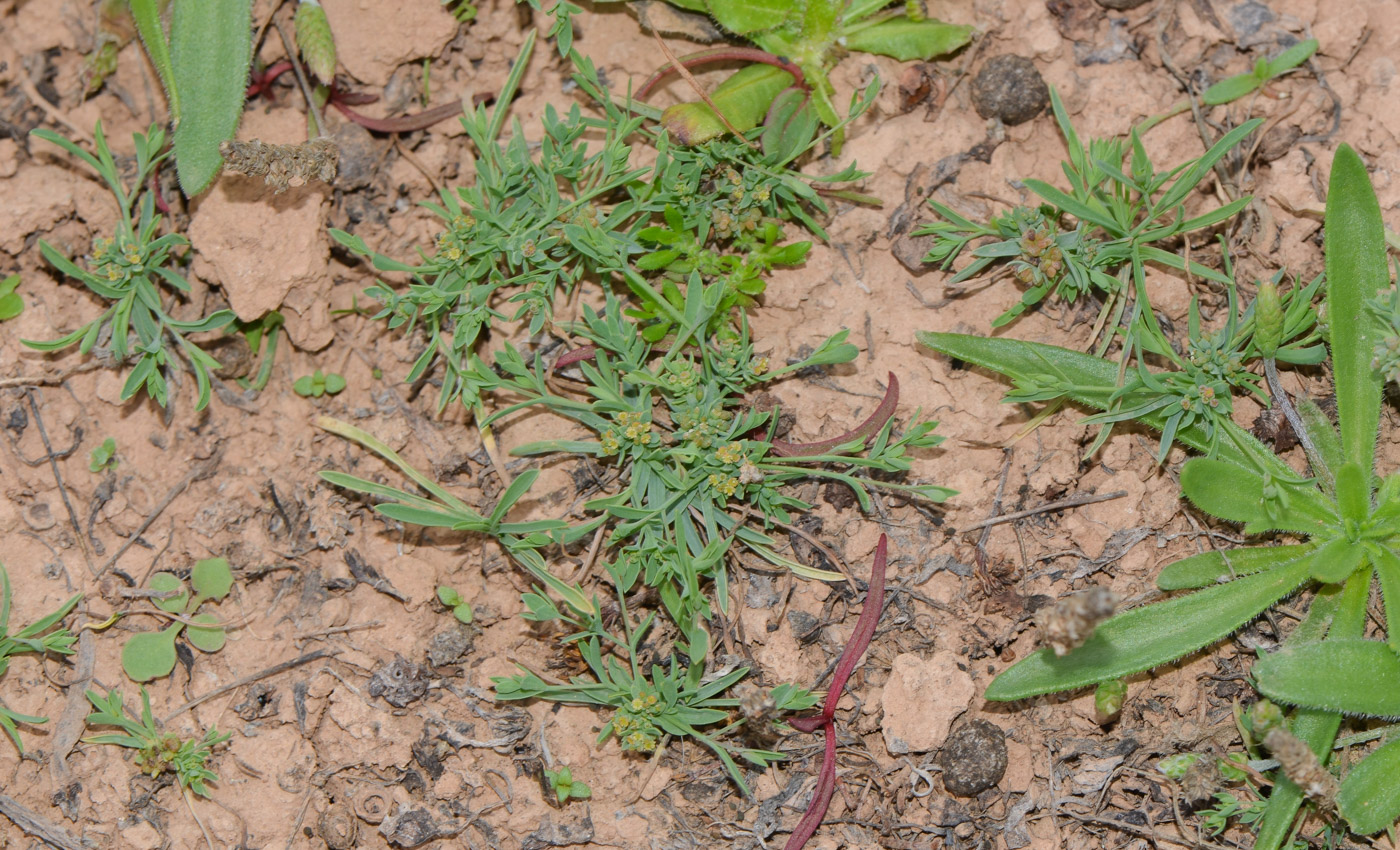 Image of Bupleurum semicompositum specimen.