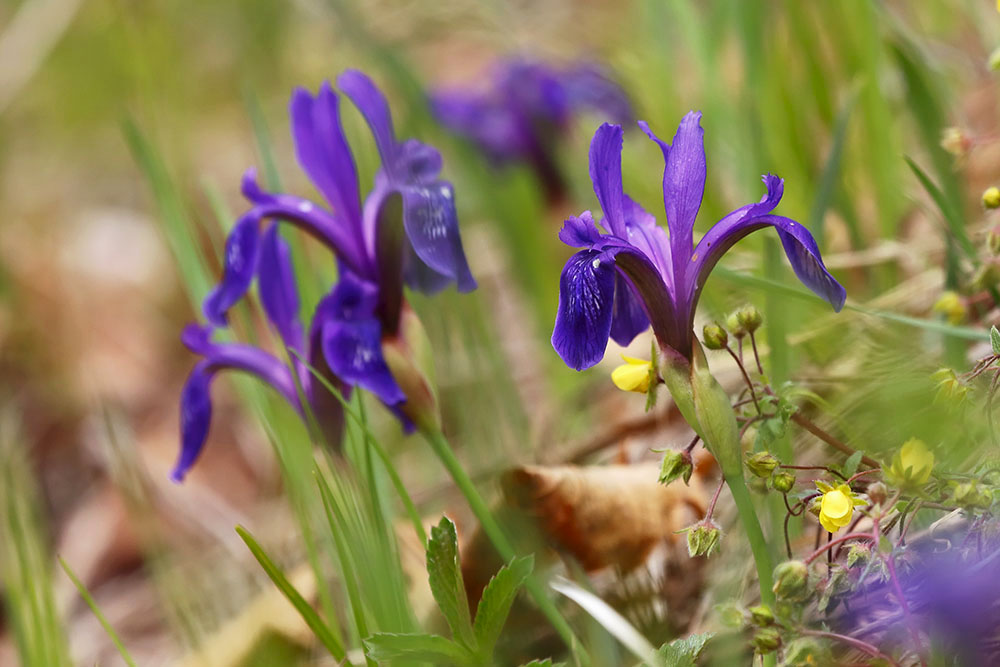 Image of Iris uniflora specimen.