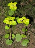 Chrysosplenium alternifolium