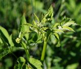 Archangelica officinalis