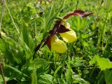 Cypripedium calceolus