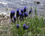 Muscari neglectum