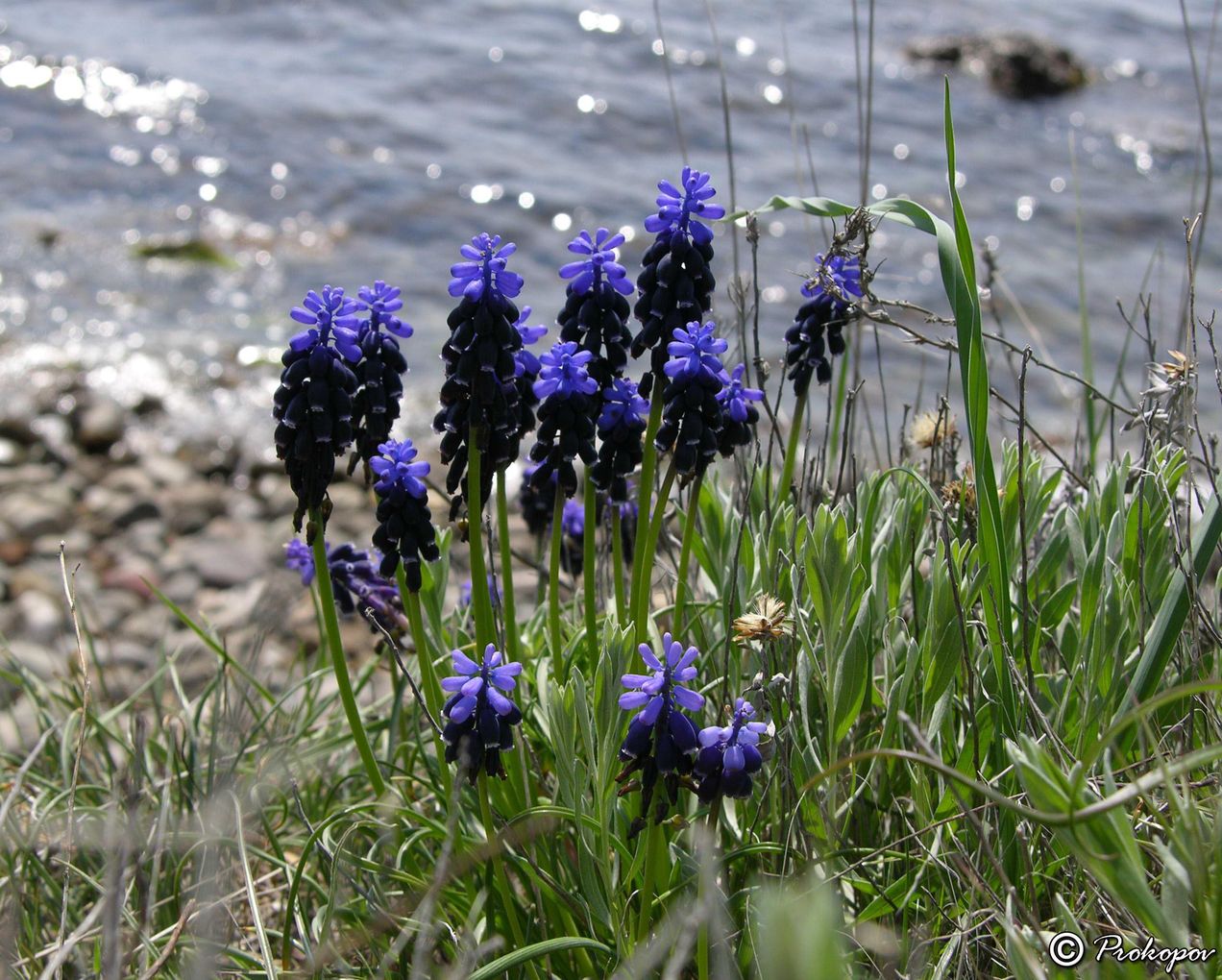 Image of Muscari neglectum specimen.