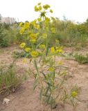 Euphorbia virgata