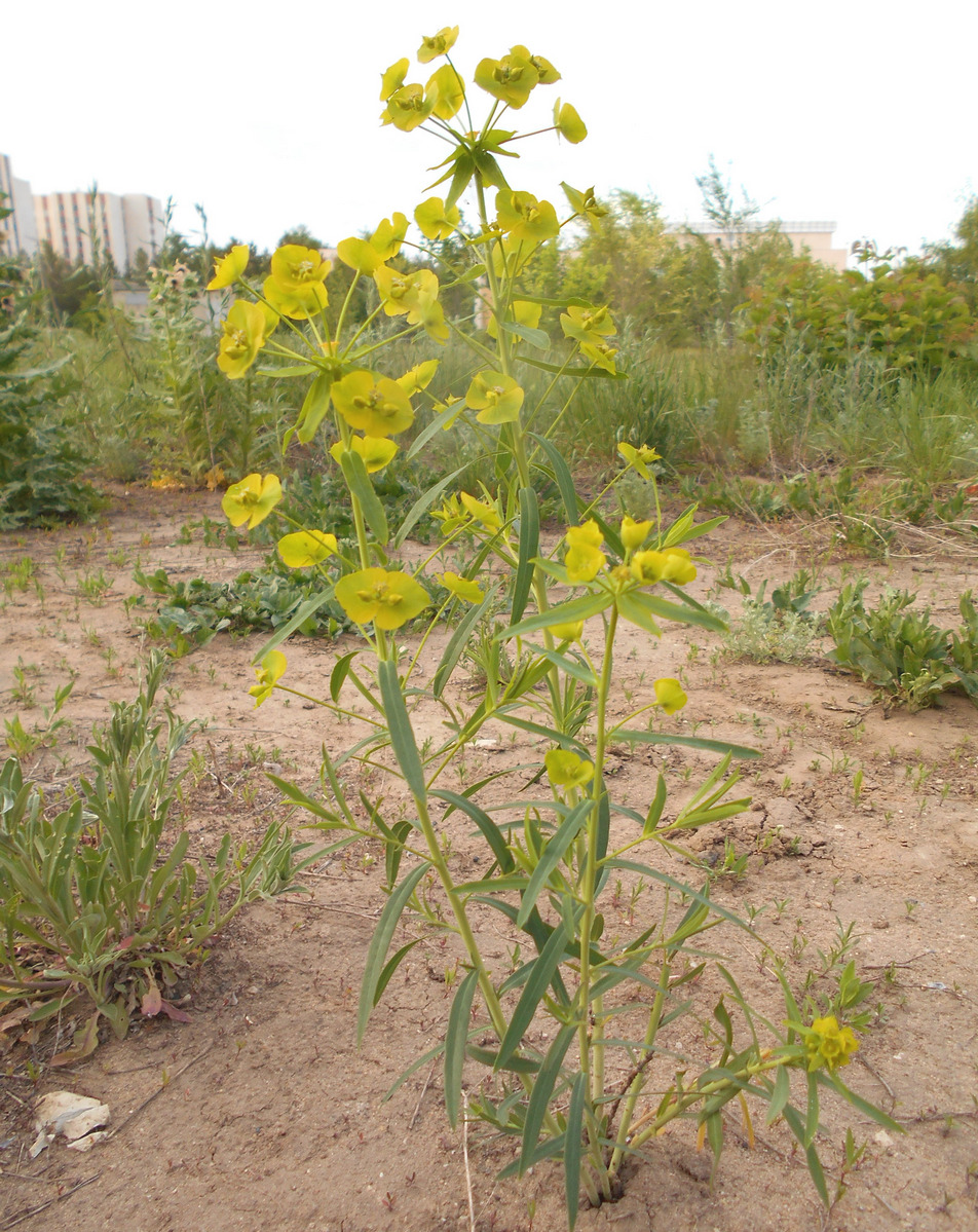 Image of Euphorbia virgata specimen.