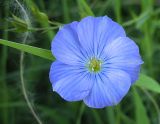 Linum nervosum. Цветок. Белгородская обл., Губкинский р-н, запов. «Белогорье», Ямская степь. 11 июня 2009 г.