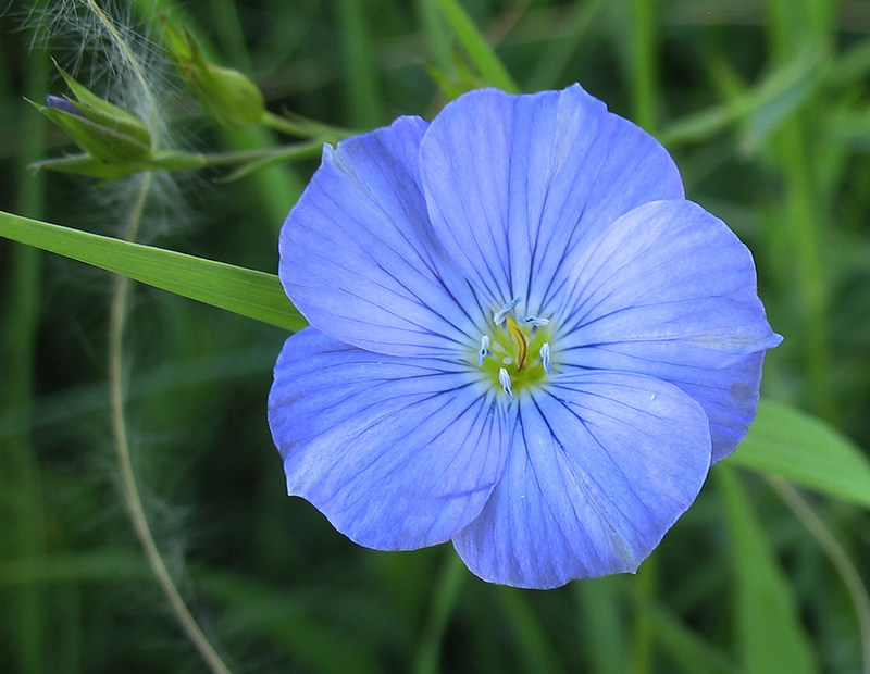 Изображение особи Linum nervosum.