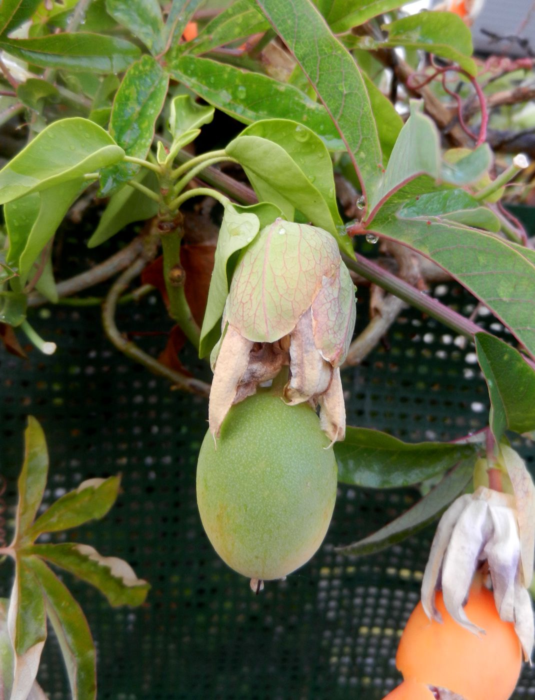 Image of Passiflora caerulea specimen.