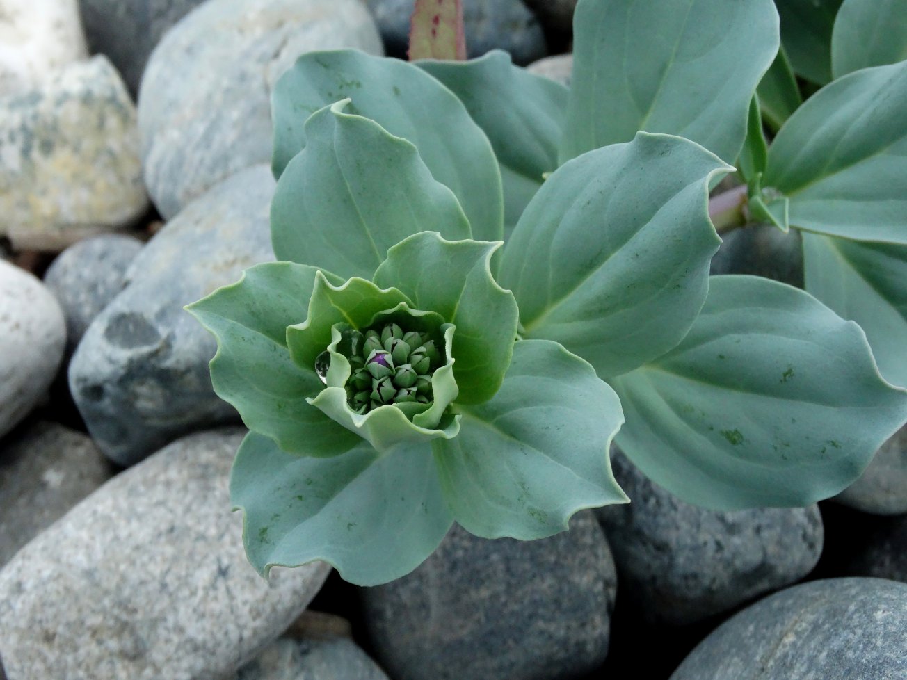 Image of Mertensia maritima specimen.