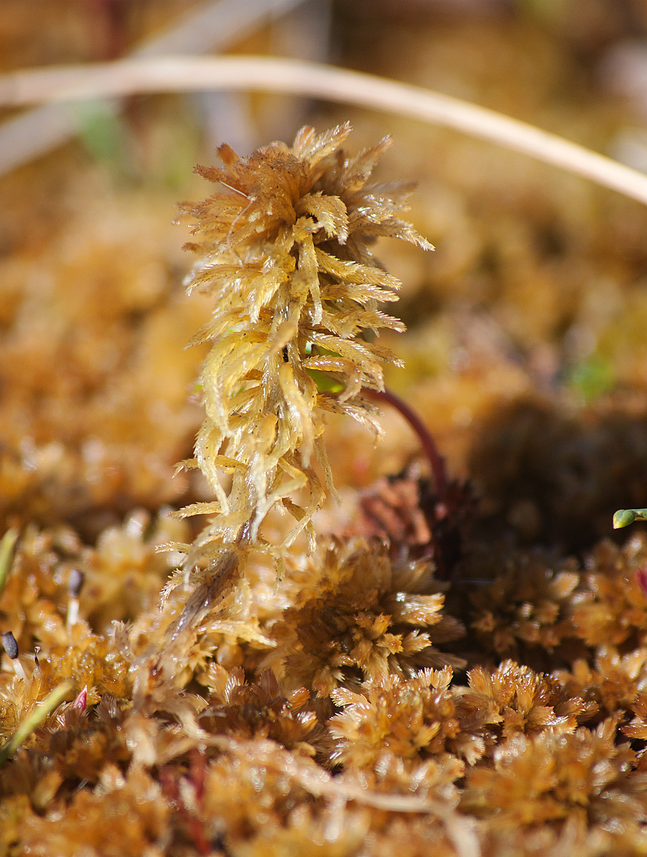 Изображение особи Sphagnum lindbergii.