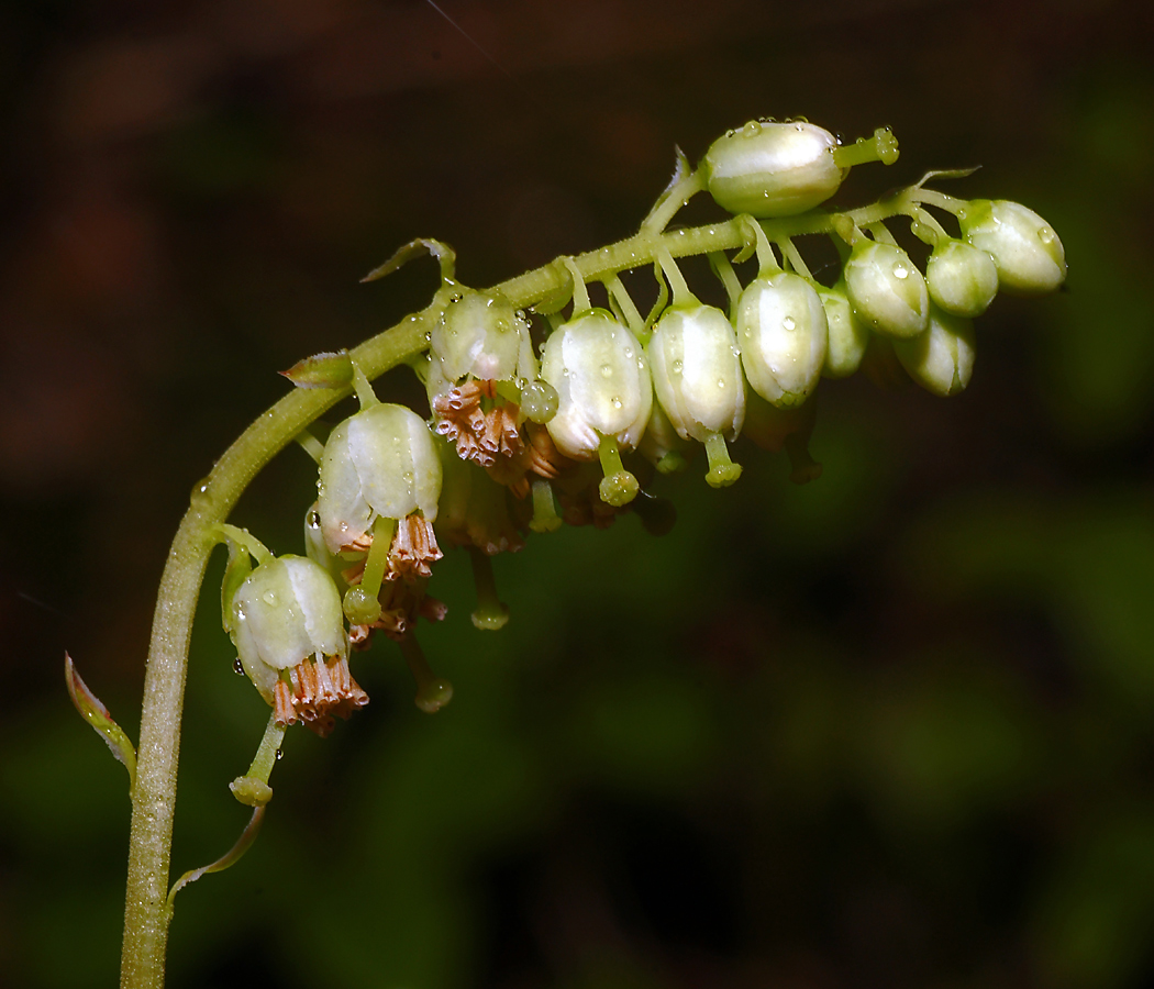 Изображение особи Orthilia secunda.