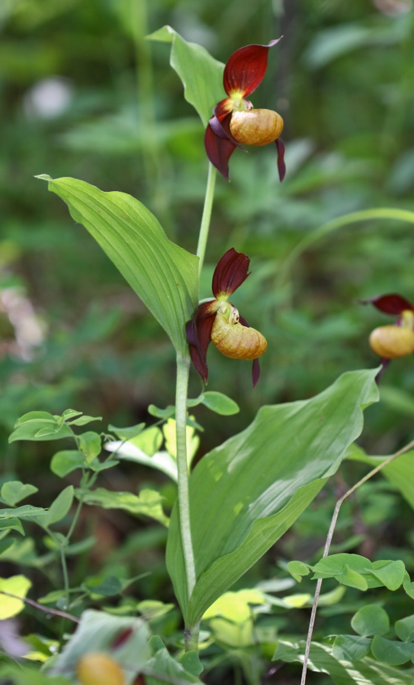 Image of Cypripedium &times; microsaccos specimen.