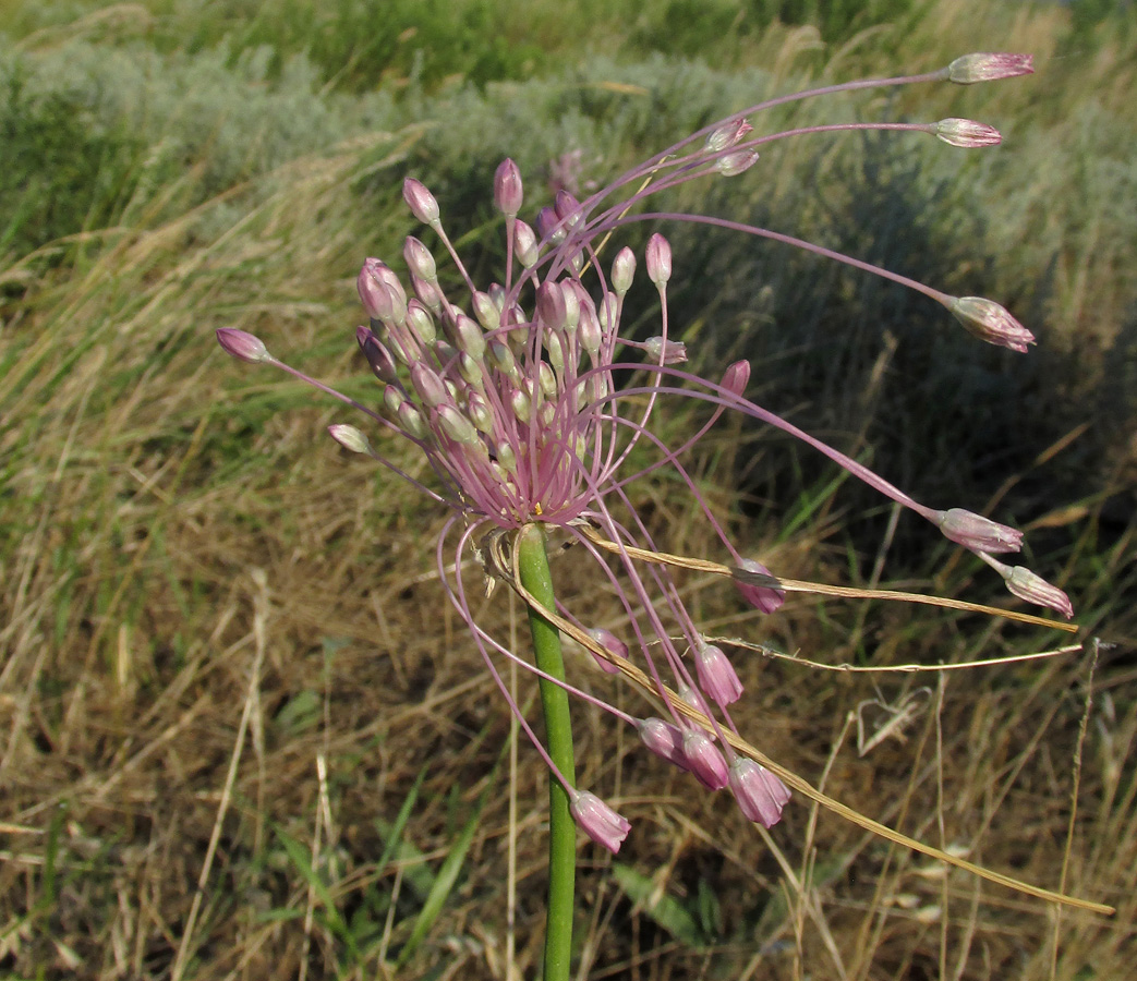 Image of Allium praescissum specimen.