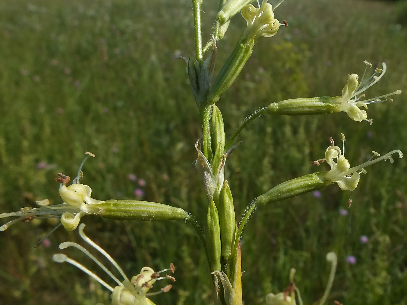 Изображение особи Silene tatarica.